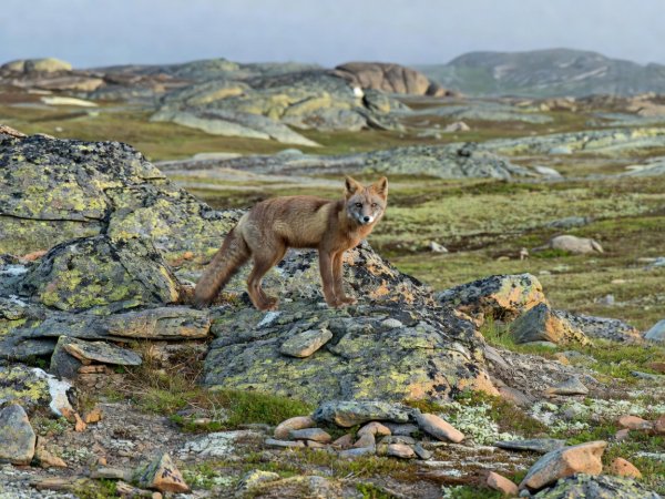 An Arctic fox in brown summer fur standing among lichen-covered rocks