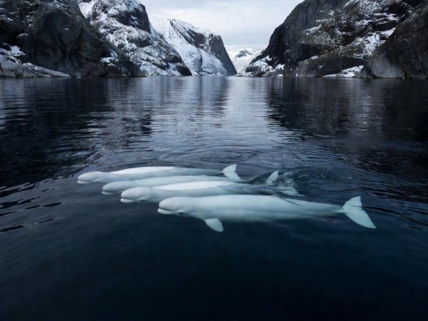 A pod of white beluga whales swimming close to the surface in a dark fjord
