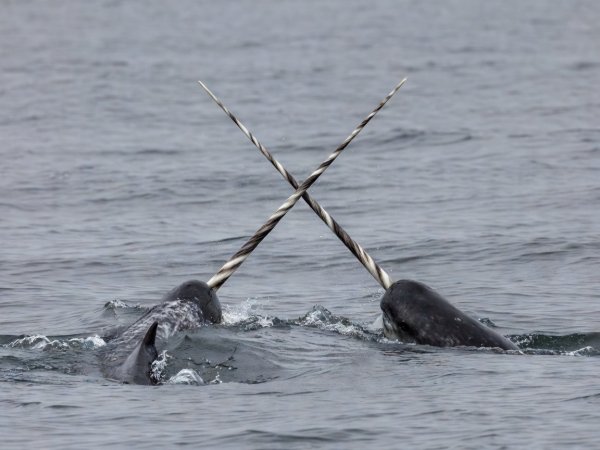 Two narwhals breaking the surface of grey water with their long tusks crossing