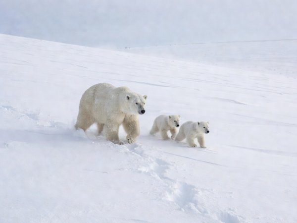 A polar bear mother walking with two small cubs across a snowy slope, seen from far away