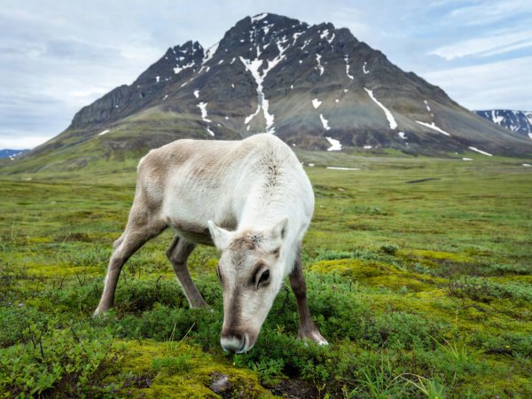 A short-legged Svalbard reindeer grazing on green summer tundra below a mountain