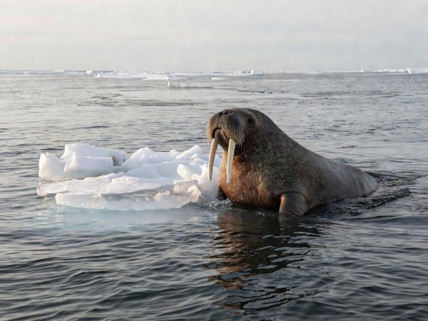 A walrus swimming beside a small ice floe, its head and tusks above the water